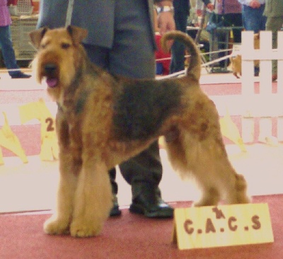 of Utley - DUCKY DOG OF UTLEY  HOMOLOGUE CHAMPION DE FRANCE