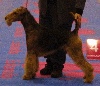 - Premier CAC  pour DUCKY DOG OF UTLEY en BELGIQUE