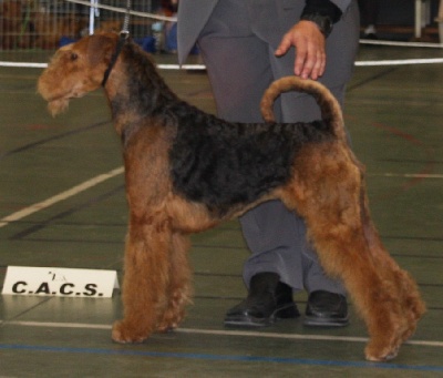 of Utley - 2 CACIB ,2 MEILLEUR DE RACE EN 2 WEEK END