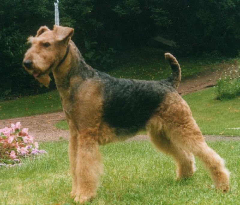 Molly des cypres de la motte