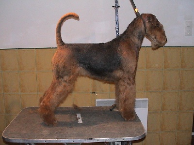 of Utley - DOG SHOW LUXEMBOURG