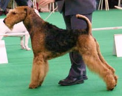 of Utley - Multi CH ARGY BARGY OF UTLEY HOMOLOGUE CHAMPION INTERNATIONAL