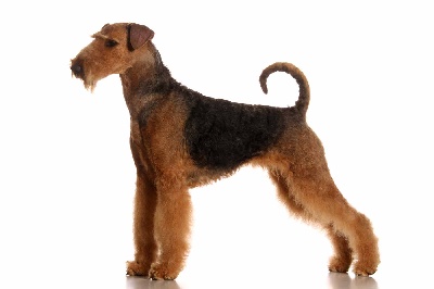 of Utley - ORLEANS CACIB POUR DAMASK ROSE OF UTLEY
