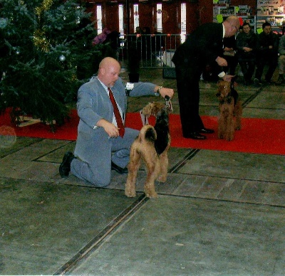 of Utley - BRUSSELS DOG SHOW (Championnat de Belgique)