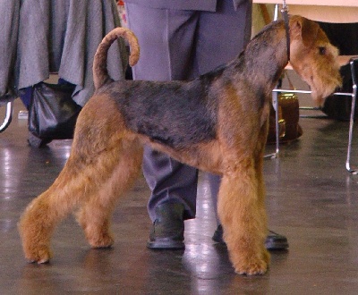 of Utley - Ch BEAUTIFUL SOUTH OF UTLEY HOMOLOGUEE CHAMPIONNE DE FRANCE