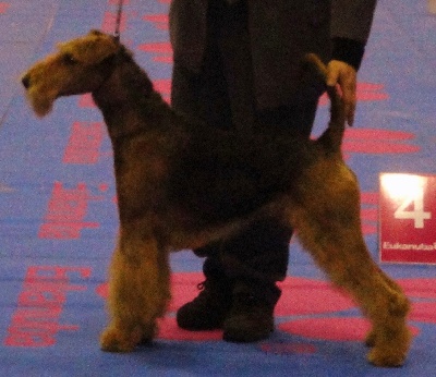 of Utley - Premier CAC pour DUCKY DOG OF UTLEY en BELGIQUE