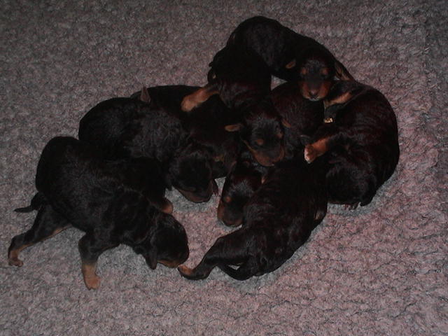chiots