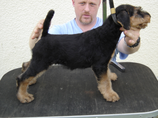 Multi CH ARGY BARGY OF UTLEY dit "ALFRED"