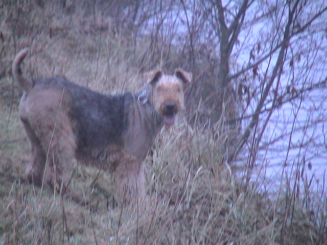 MOLLY DES CYPRES DE LA MOTTE