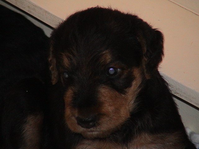 Multi CH VALIANT CONQUEROR OF HEARTS OF UTLEY dit "FRED"